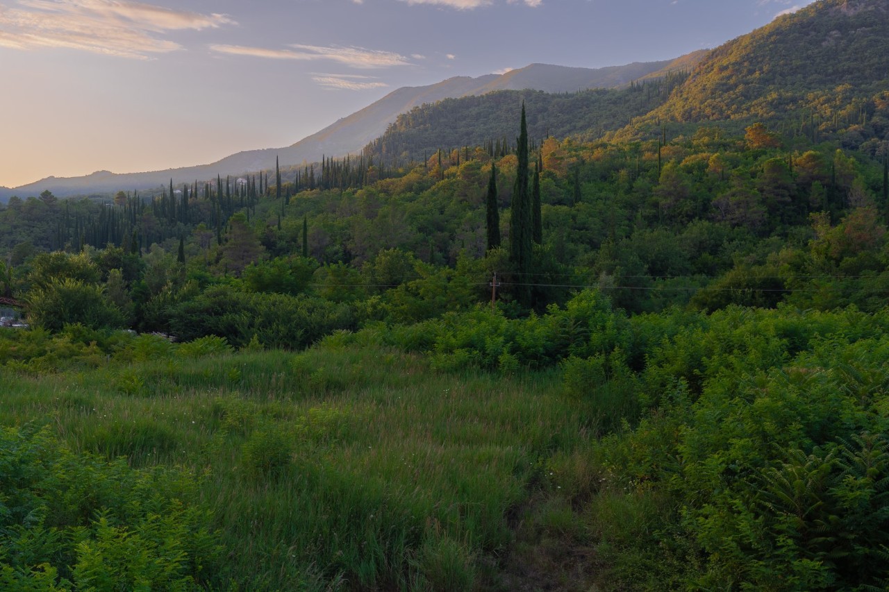 View of a densely overgrown forest in a hilly landscape at dusk. Some very long, pointed conifers rise out of the forest and there are mountains visible in the background.