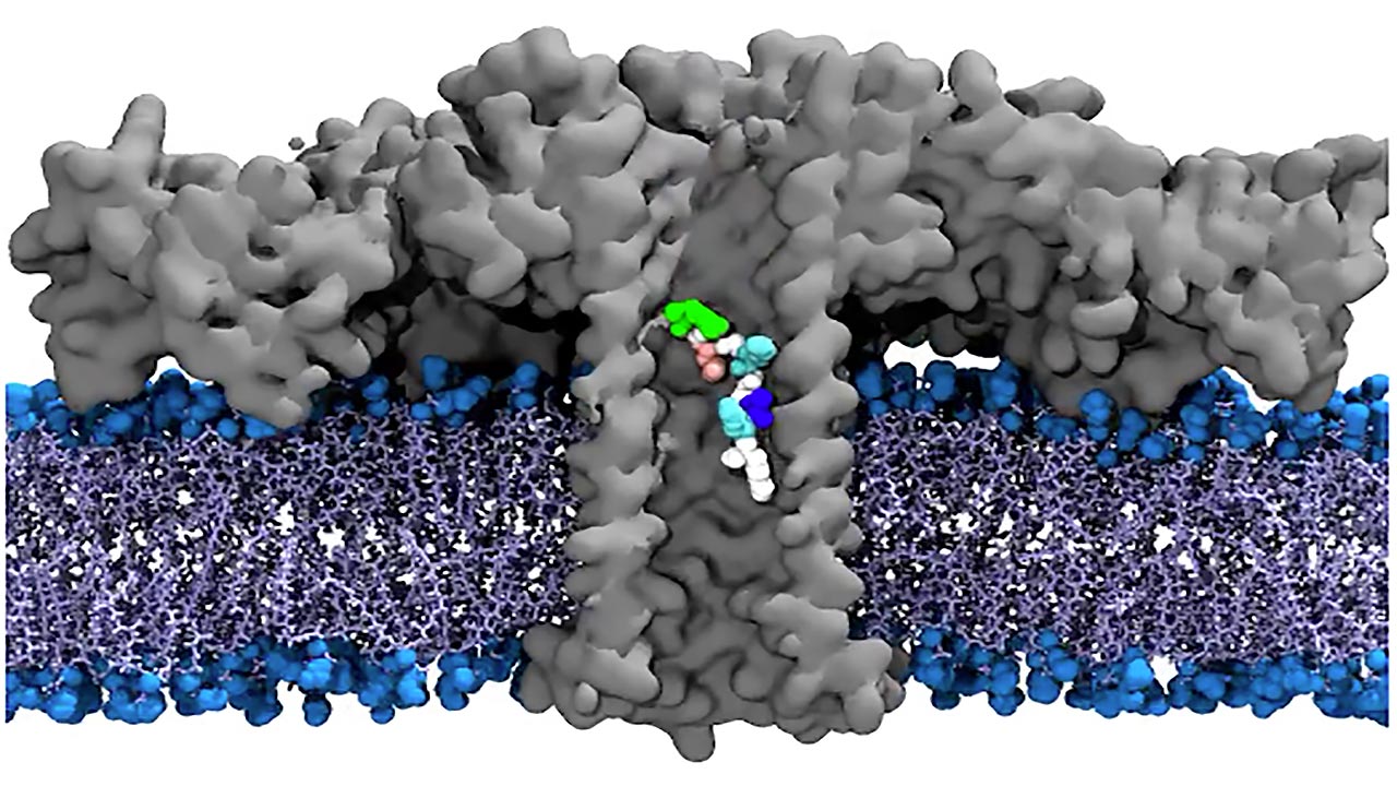 Grafik, die die Pore als graue, T-förmige Struktur darstellt, deren Bein eine violett-blau gezeichnete Membran durchdringt, und in deren Bein ein aus bunten Atomen gebildetes Molekül steckt