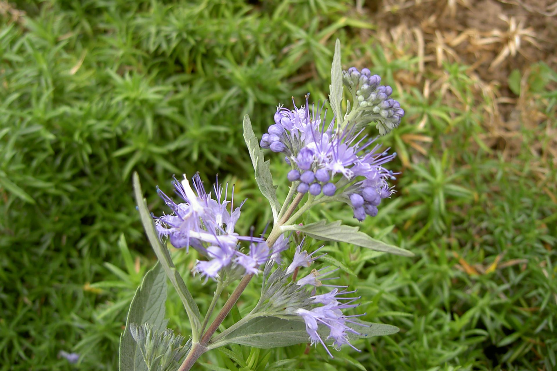 Blume mit violetten Blüten