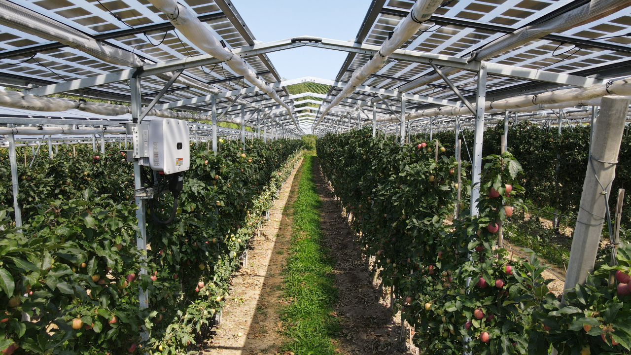 Obstbäume mit PV