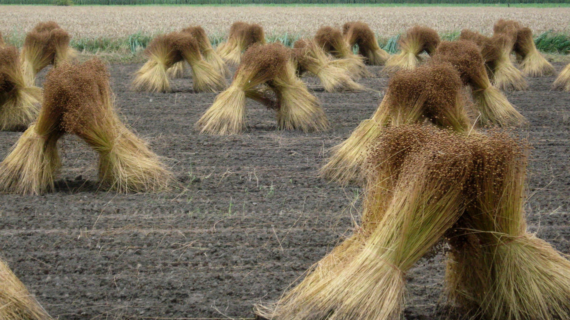 Flachs bei der Röste auf dem Feld