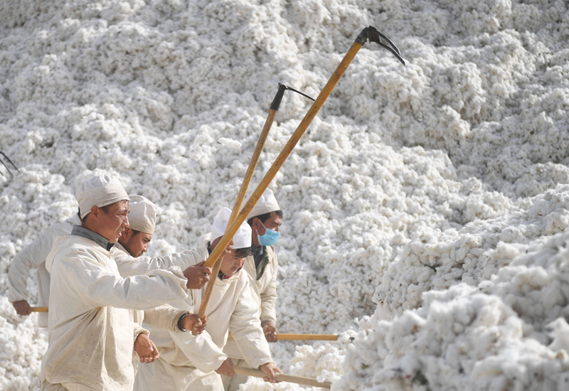 Five workers wearing white use large rakes in a large pile of cotton.