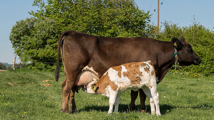 Kuh und Kalb. Foto: Weideschuss.bio GmbH