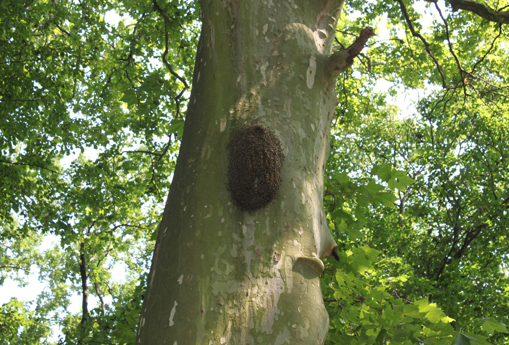 The Zülowniederung lowlands