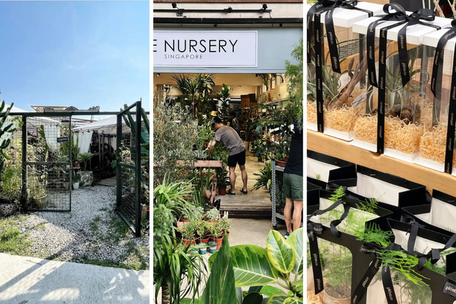 Where to Shop for Aesthetic Indoor Plants in Singapore (by Area)