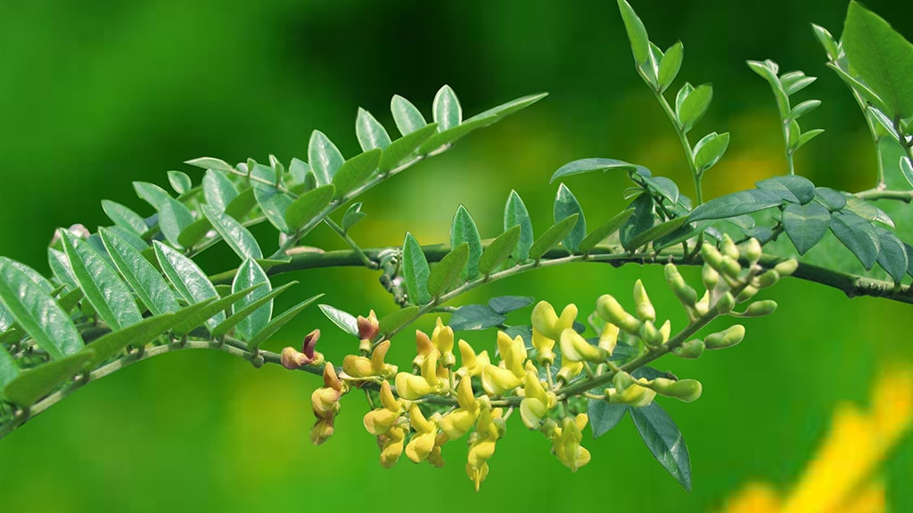 Database of 10,000 Medicinal Plants