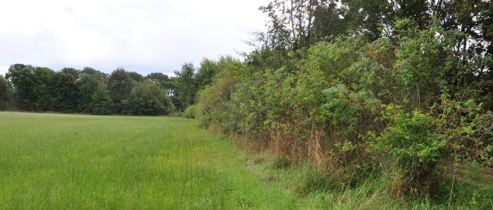 Landschaftselement Hecke; Bild Richard Müller LEL