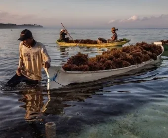 Article_Banner_seaweed_farming.webp