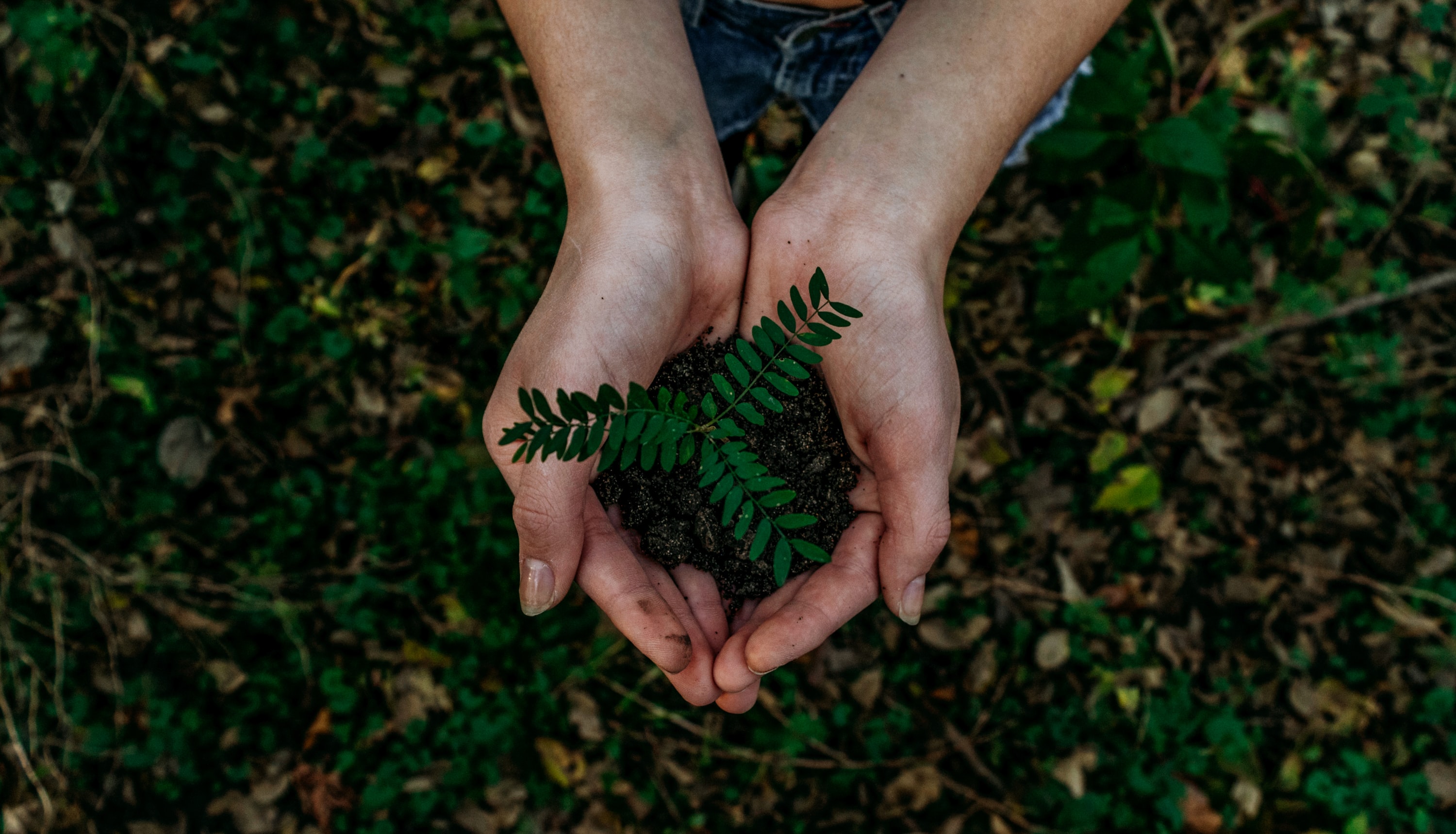 Person holding a plant. Image via Unsplash.