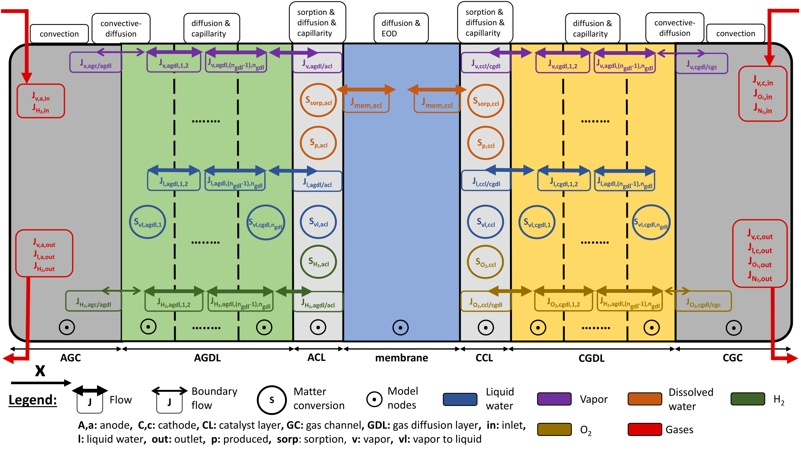 1D modeling of matter transport phenomena in a PEM single cell divided into several nodes.