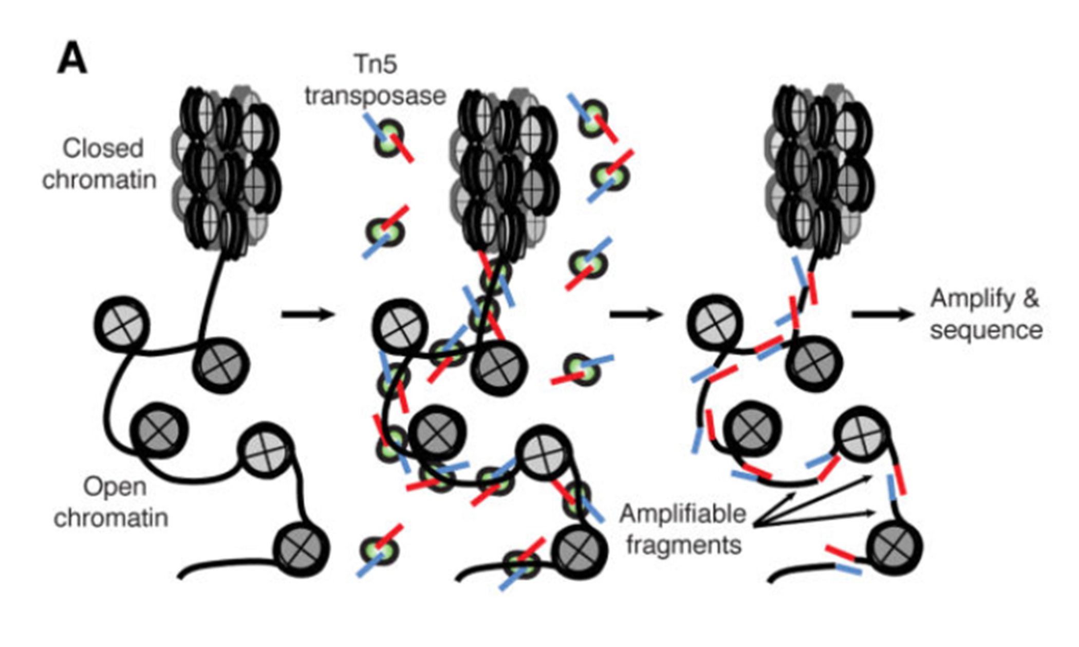 ATAC-seq