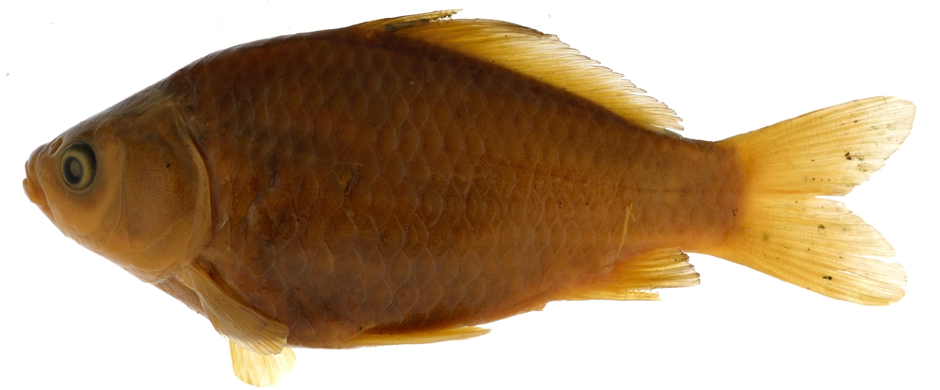 Cropped fish image