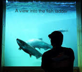 man viewing fish through underwater viewing window