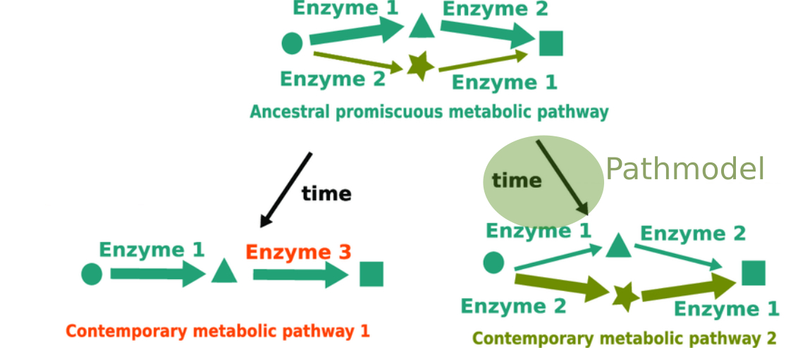 images/metabolic_pathway_drift_2.jpg