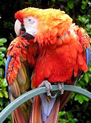 Parrot