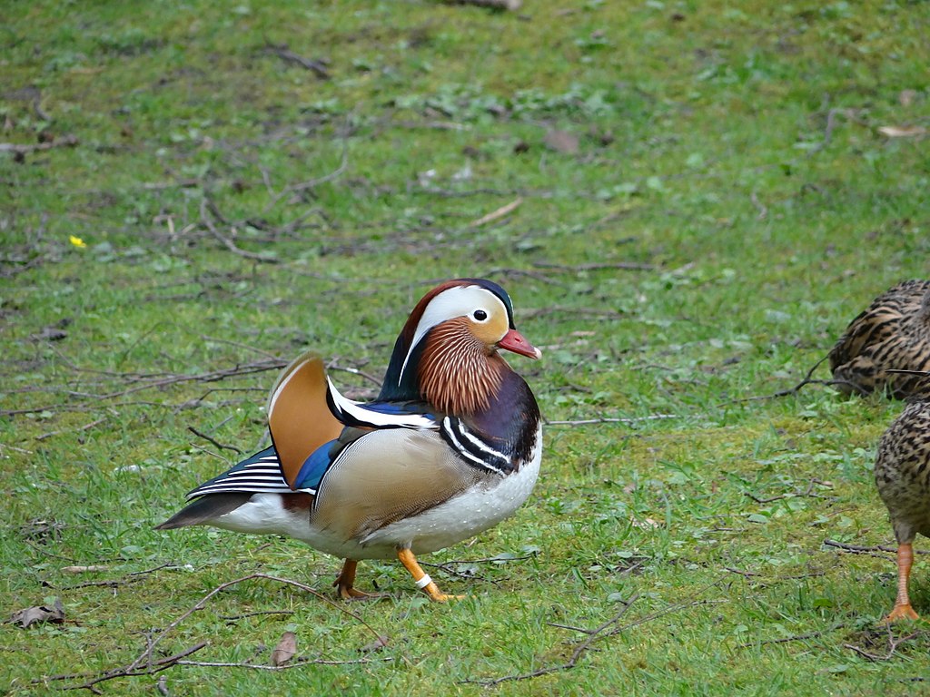 Aix galericulata