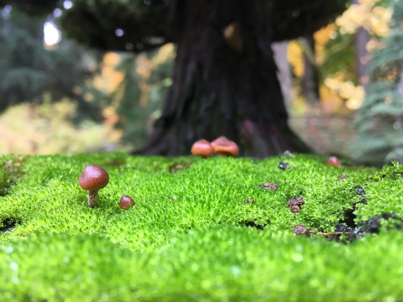 a mushroom growing from a bed of moss in front of a 200 year-old Bonsai in Portland's Japanese Garden