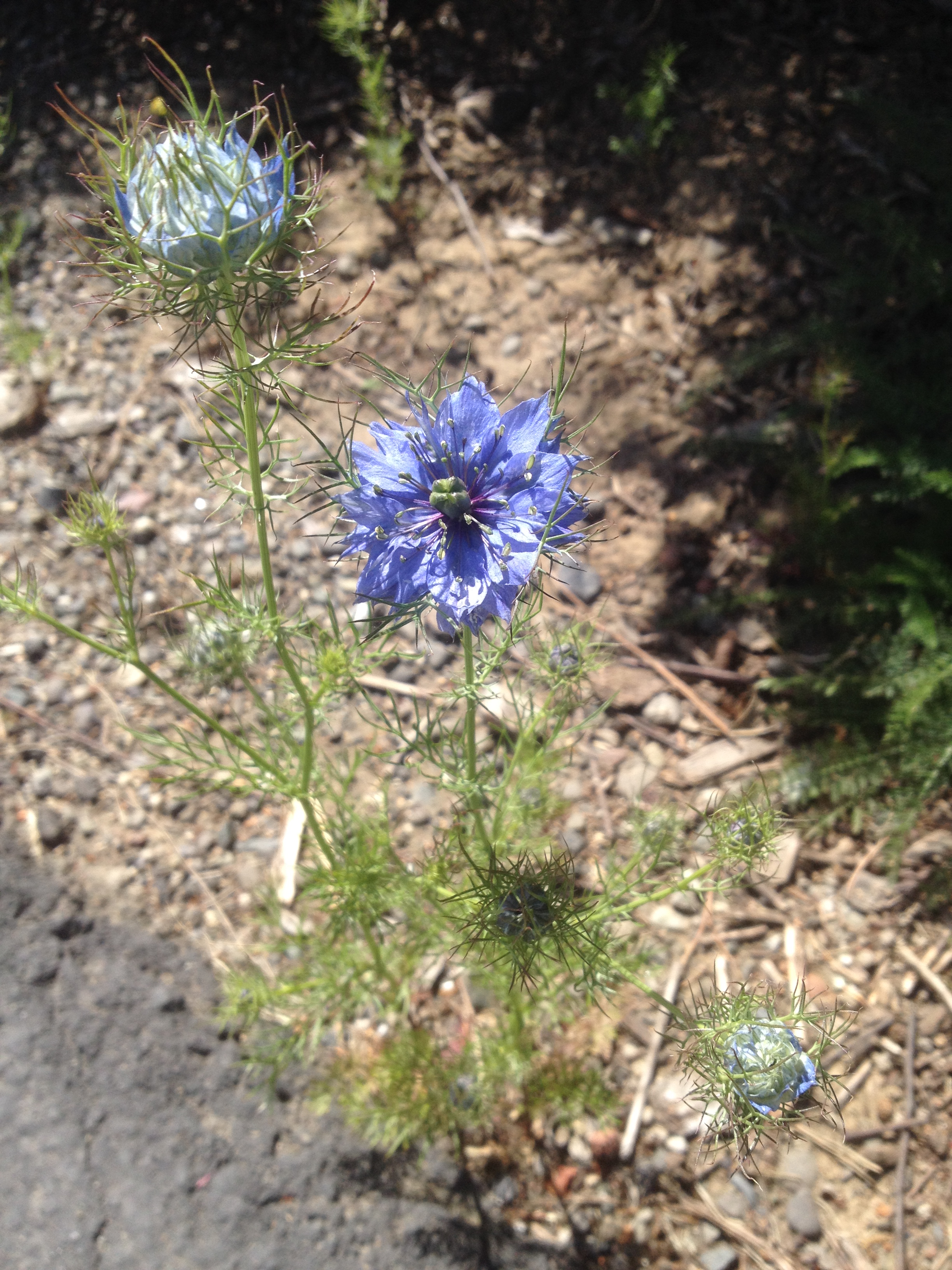 Love-in-a-mist on the side of a road