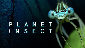 Planet Insect thumbnail