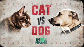 Cat vs. Dog thumbnail