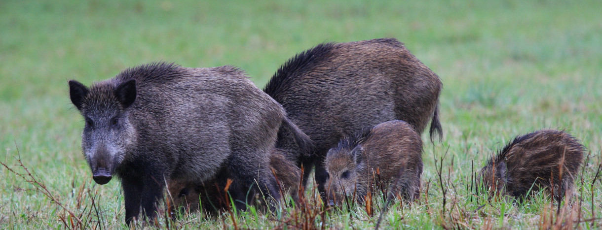 Wildschweine