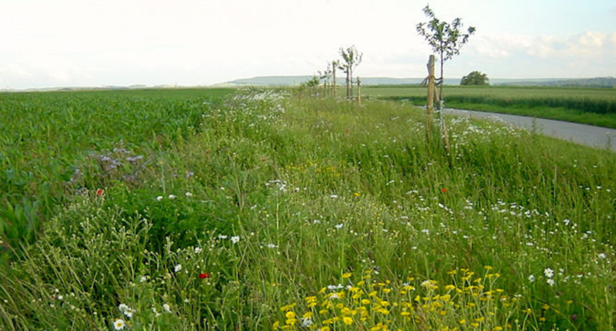 Naturschutz in der Flurneuordnung