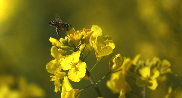 Biene an Rapsblüte