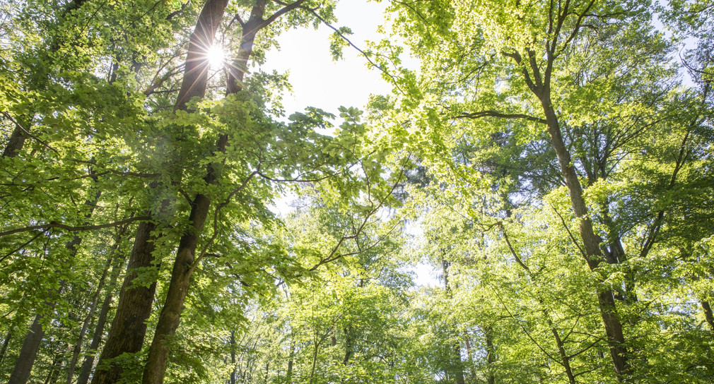 Blick in den Wald