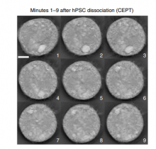 Individual stem cells in wells on a plate.