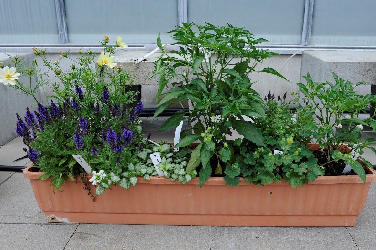 Blumenkasten mit blumenfreundlichen Pflanzen. Klick führt zu Großansicht in neuem Fenster.