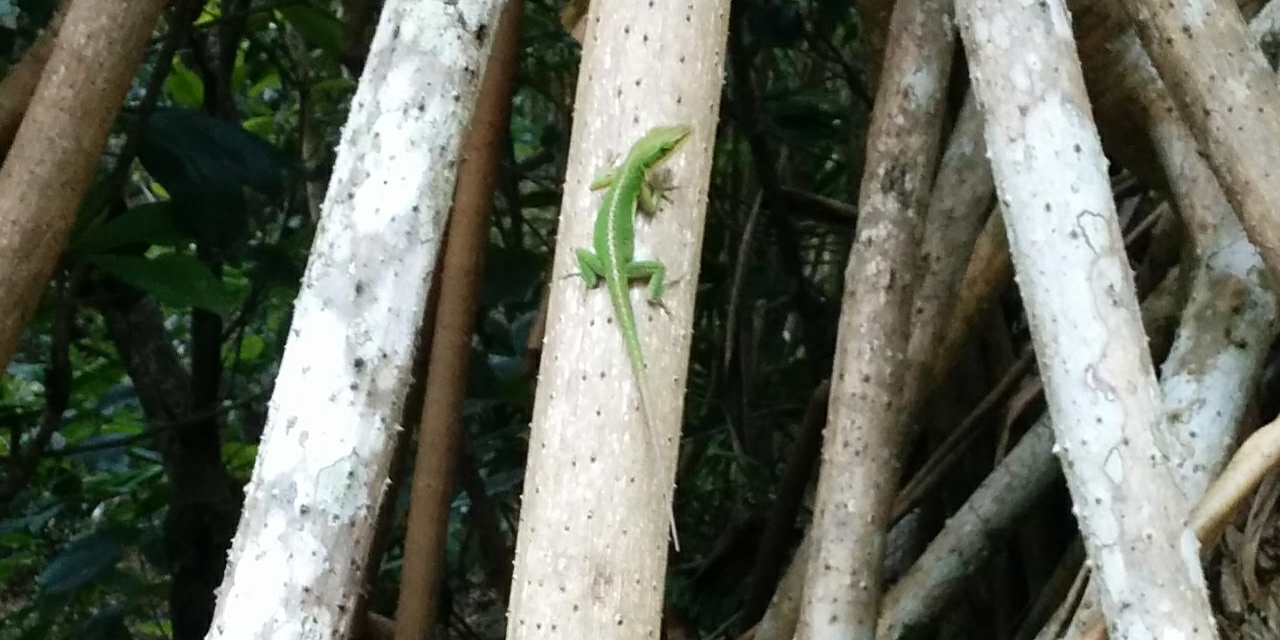 anolis_research