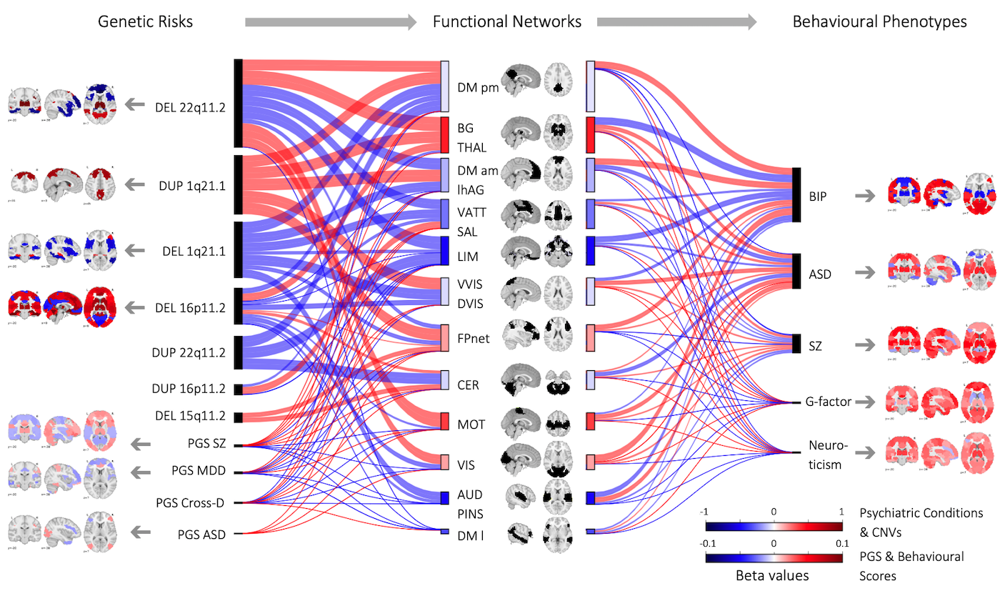 NeuropsychiatricCNVs_Connectivity