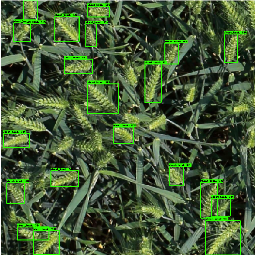 Global-Wheat-Detection