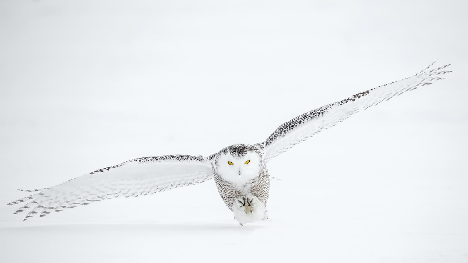 snowy-owls-ca