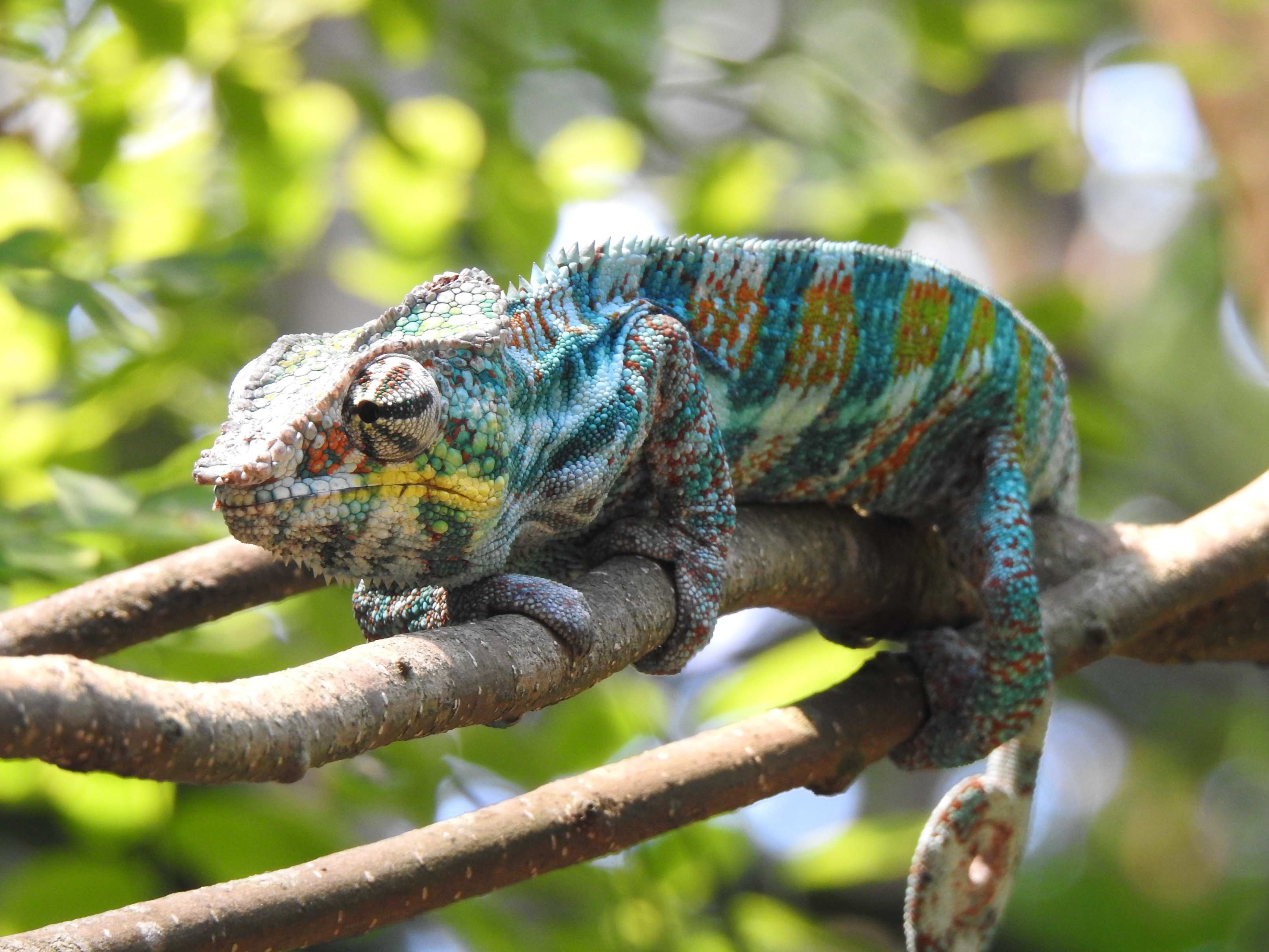 Chameleon