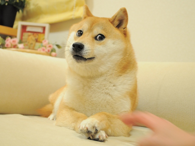 shiba