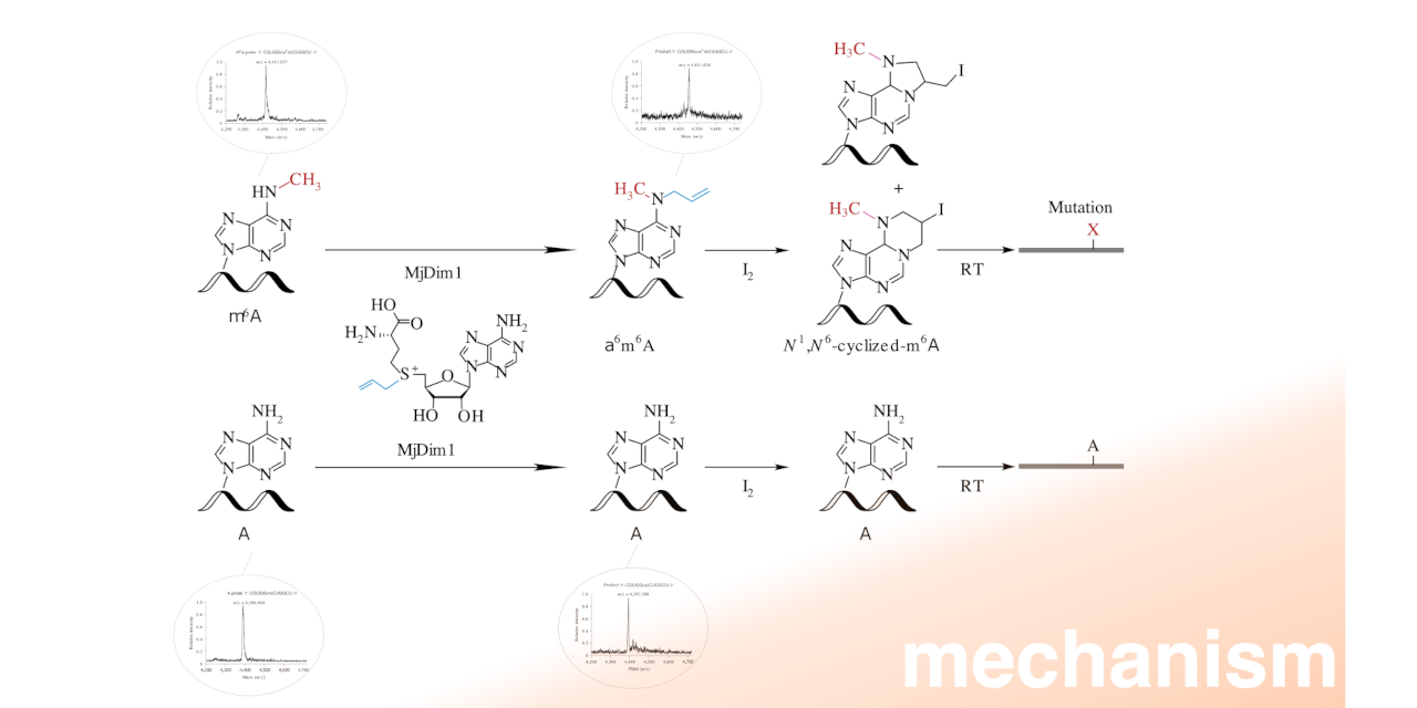 m6A-SACseq