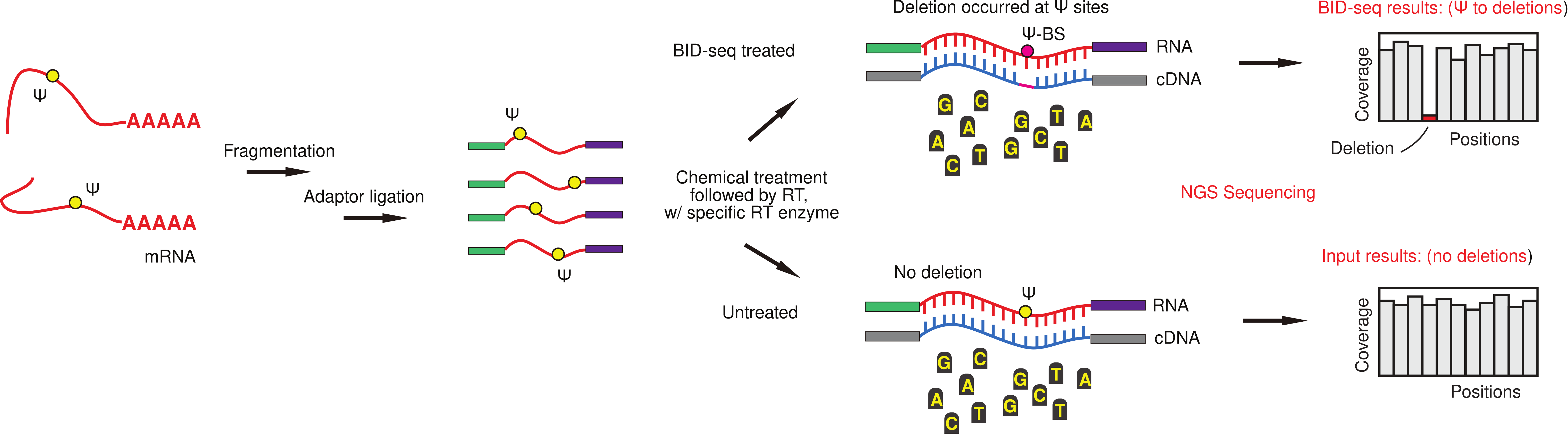 pseudoU-BIDseq