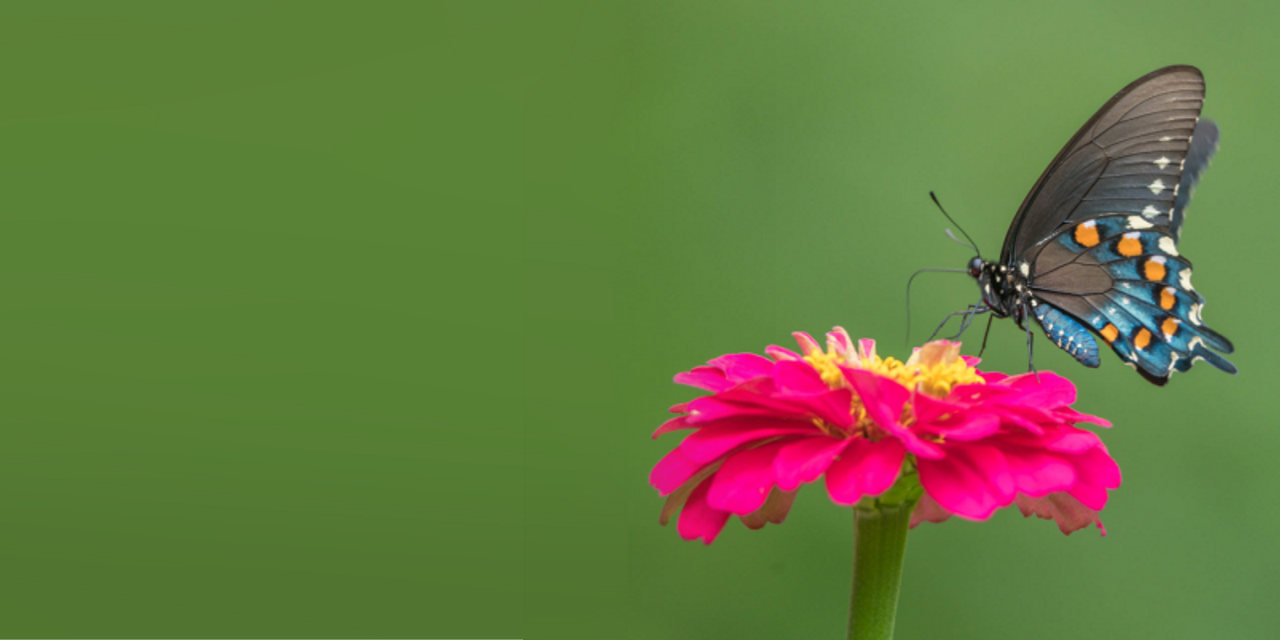 Yum-or-Yuck-2022-Butterfly-Mimics