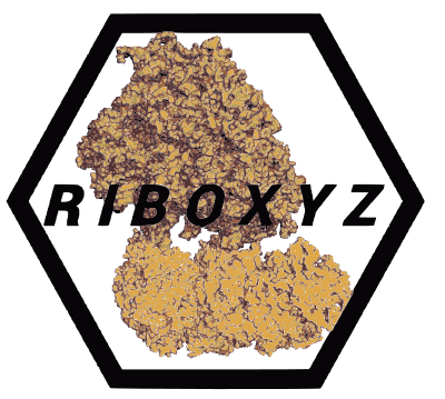 riboxyz