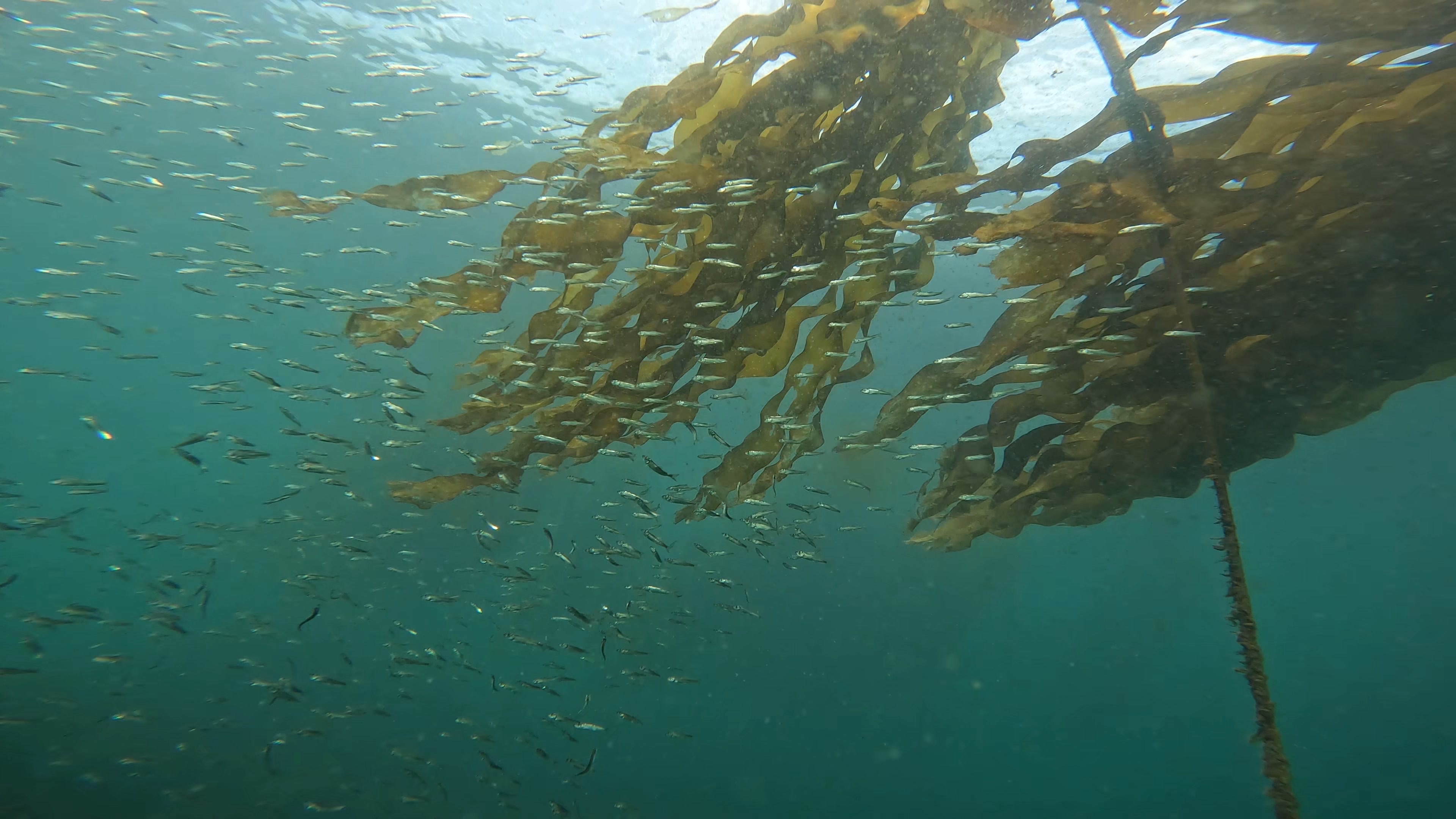 bullkelp-habitatsuitability