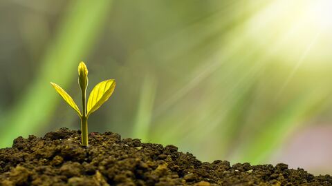 Junge Pflanze wächst im Sonnenschein aus der Erde