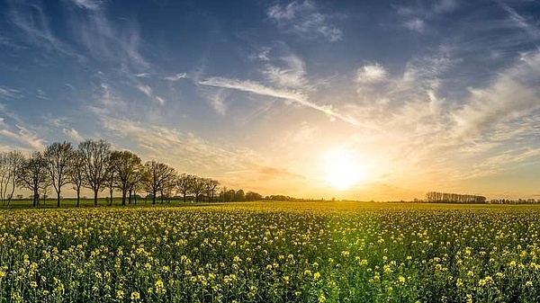 Landschaft mit Rapsfeld