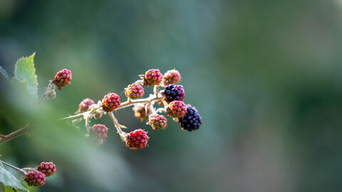 Ein Brombeerstrauch mit roten und schwarzen Beeren.