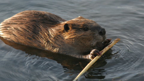 Biber schwimmt mit Stöckchen