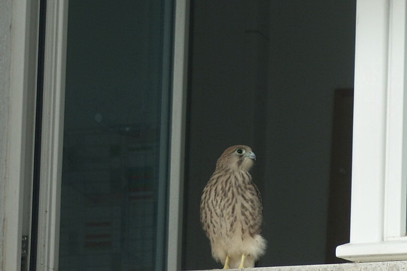 Junger Falke sitzt im Bürofenster.