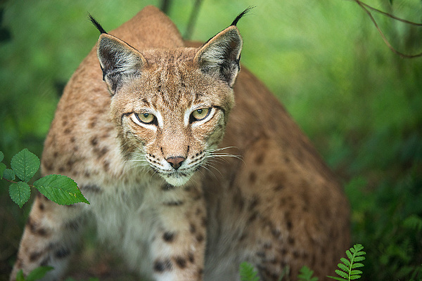 Ein Luchs blickt direkt in die Kamera