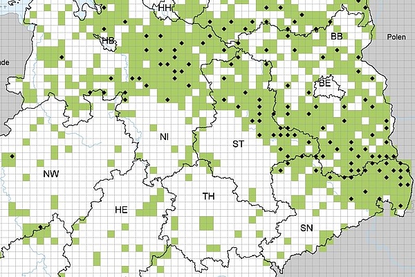 Verbreitungskarte für den Wolf in Deutschland 2021 (Stand: 12.11.2021; Quelle: Bundesamt für Naturschutz)