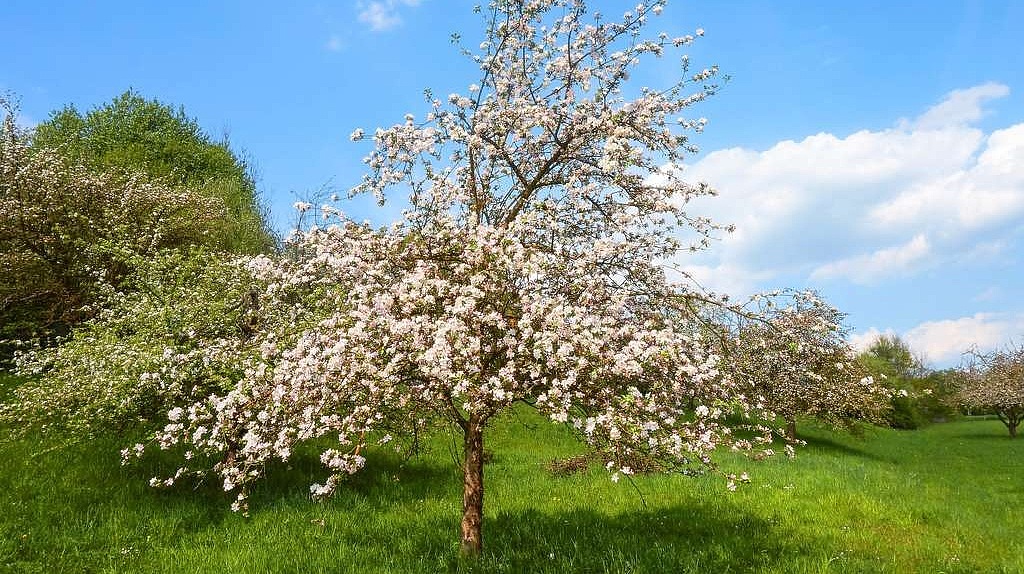 Streuobstwiese mit blühendem Obstbaum