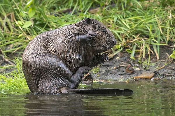 Biber am Ufer eines Gewässers